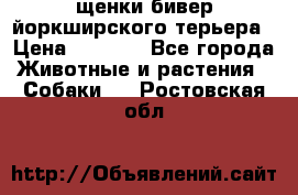 щенки бивер йоркширского терьера › Цена ­ 8 000 - Все города Животные и растения » Собаки   . Ростовская обл.